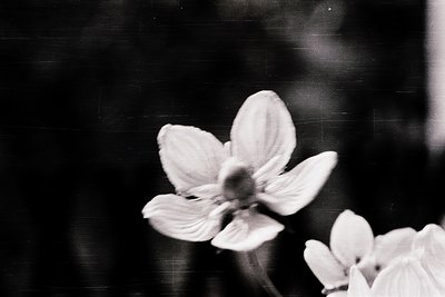 Close-up of a single white flower in soft focus, likely a camellia or magnolia blossom, captured in black-and-white. The peta...