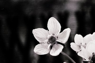 Close-up of a single white flower in soft focus, likely a cherry blossom, against a dark, textured background. High-contrast ...