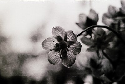 Close-up of a single, delicate flower in soft focus, likely a peony or similar botanical specimen. Black-and-white compositio...