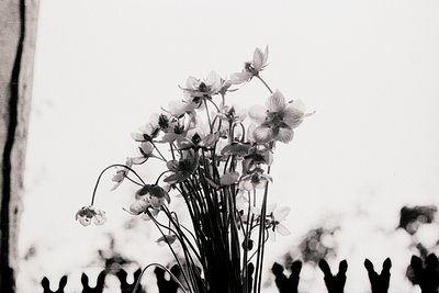 Soft-focus black-and-white bouquet of delicate white flowers, likely anemones, in a simple vase. Minimalist composition with ...