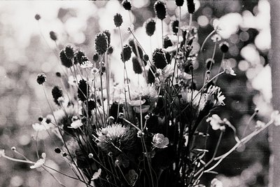 Close-up of wildflowers in monochrome, featuring thistles and small white blooms. Soft bokeh background suggests shallow dept...