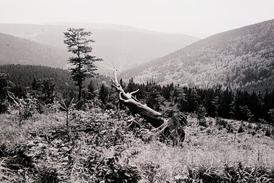 Black-and-white forest landscape featuring fallen tree trunk in foreground, surrounded by dense coniferous trees and rolling ...