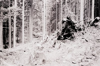 Black-and-white forest scene showing a crashed military vehicle buried in snow, surrounded by tall pine trees. Likely mid-20t...
