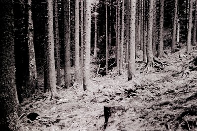 Tall, evenly spaced coniferous trees dominate this vintage black-and-white forest scene, with fallen logs and debris on a nar...