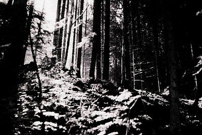 Tall, dense forest with sparse undergrowth, captured in high-contrast black-and-white. Sunlight filters through gaps in the c...