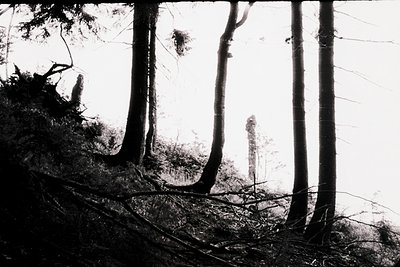 Black-and-white forest scene featuring dense coniferous trees with low-hanging branches and fallen logs. A lone utility pole ...