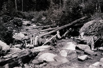 Damaged forest trail with fallen logs and rocks, likely post-storm or flood. Dense coniferous trees frame the scene, suggesti...