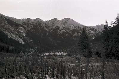 Black-and-white alpine valley framed by jagged peaks, dense coniferous forest in foreground. Likely early-to-mid 20th century...