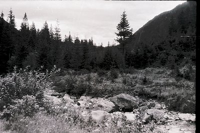 Vintage black-and-white alpine landscape featuring rugged terrain with exposed rock formations and dense coniferous forest. O...