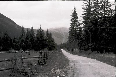 Black-and-white alpine road winding through dense coniferous forest, flanked by wooden fencing and utility poles. Misty mount...