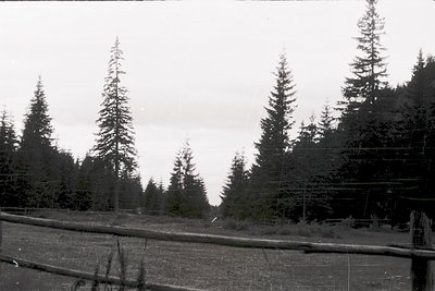 Dense coniferous forest with tall evergreen trees framing a misty, overcast horizon. Black-and-white vintage photograph captu...