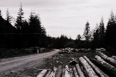 Black-and-white forest road scene with stacked logs and coniferous trees. Likely mid-20th century industrial logging site, ev...