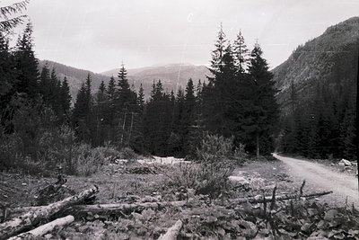 Black-and-white forest scene showing a narrow, unpaved road winding through dense coniferous trees. Cleared area with felled ...