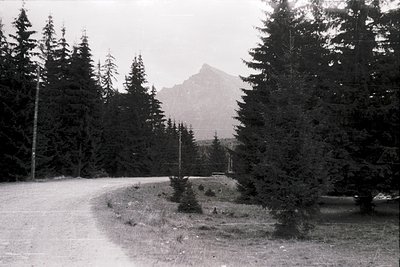 Black-and-white alpine roadside scene with dense coniferous forest flanking a winding gravel path. Snow-capped peak looms in ...