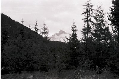 Black-and-white alpine landscape featuring dense coniferous forest in foreground, leading to a mist-shrouded peak. Mid-20th c...