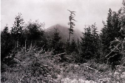 Misty mountain peak shrouded in coniferous forest, mid-20th century black-and-white. Dense evergreen trees frame the hazy sum...