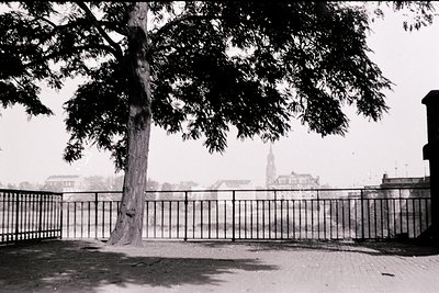 Black-and-white urban courtyard framed by a mature tree and wrought-iron fence. Distant church spire and low-rise buildings s...
