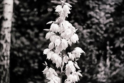 Black-and-white close-up of a flowering plant with elongated, drooping white blossoms against a dense, textured forest backdr...