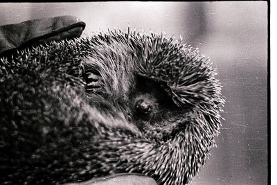 Close-up of a hedgehog’s spiky head and forepaws, captured in black-and-white. The dense quills frame a curious, dark-eyed ga...