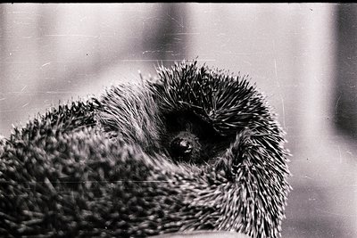 Close-up of a hedgehog’s spiky back and head, captured in monochrome. The dense quills frame a curious, upward-facing face. L...