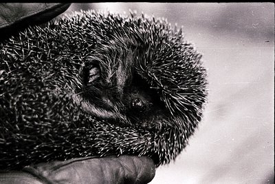 Close-up of a hedgehog with dense quills, held gently by a gloved hand. Black-and-white vintage aesthetic suggests mid-20th c...
