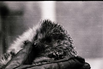 Close-up of a hedgehog’s spiky head and front legs, partially obscured by motion blur. The animal’s quills are sharply detail...