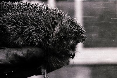 Black-and-white portrait of a hedgehog curled in motion, captured with shallow depth of field. The animal’s quills stand shar...