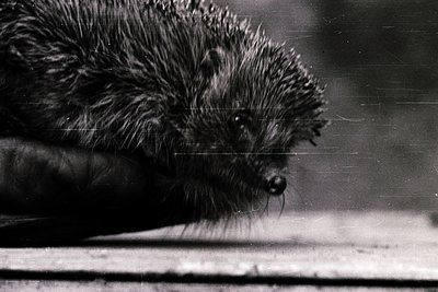 Close-up of a **hedgehog** resting on a smooth surface, captured in black-and-white. Dense quills and delicate facial feature...