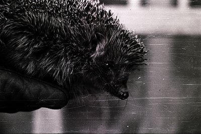 Close-up of a hedgehog’s spiky profile in motion, captured in monochrome. The dense quills and delicate snout emphasize textu...