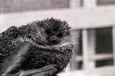 Vintage black-and-white photo of a hedgehog being held gently by a gloved hand. Indoor setting with blurred background sugges...