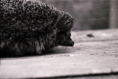 Close-up of a hedgehog curled in repose on a smooth, textured surface, likely a wooden floor. The spiky quills and delicate f...