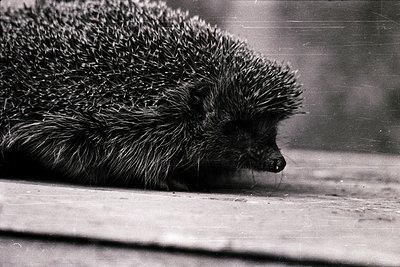 Close-up of a hedgehog curled in repose on a wooden surface, showcasing dense quills and delicate facial features. Black-and-...