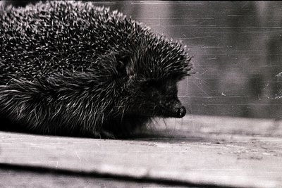 Close-up black-and-white shot of a hedgehog curled in repose on a flat surface, showcasing dense quills and delicate facial d...