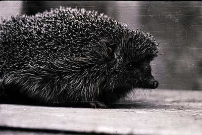 Black-and-white portrait of a hedgehog curled in repose on a textured surface, likely a wooden ledge or floor. Spines form a ...