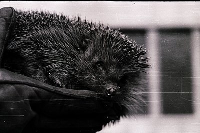 Black-and-white close-up of a hedgehog held gently in gloved hands, showcasing dense quills. Indoor setting with blurred back...