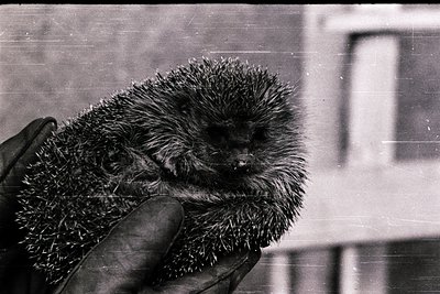 Black-and-white close-up of a hedgehog held gently by gloved hands. Indoor setting with blurred architectural elements in bac...