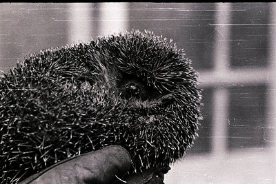 Close-up of a hedgehog’s spiny back, held gently by a gloved hand. Textured spines create intricate patterns against a blurre...