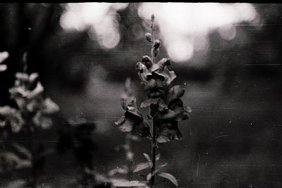 Vintage black-and-white close-up of a single poppy flower in bloom, captured with soft focus and slight film grain. The petal...