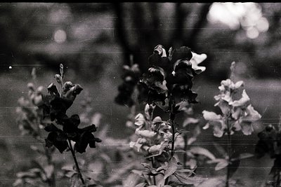 Vintage black-and-white close-up of blooming **delphiniums** in a garden setting, captured through a slightly blurred, aged f...
