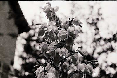 Vintage black-and-white close-up of blooming roses in partial bloom, showcasing textured petals and leaves. Soft focus highli...