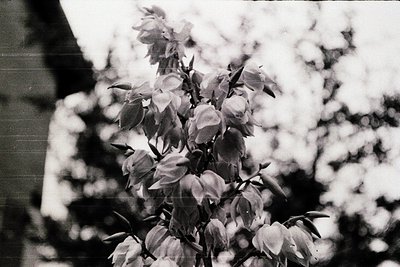 Vintage black-and-white close-up of blooming roses with textured petals and elongated leaves, framed by a blurred vertical st...