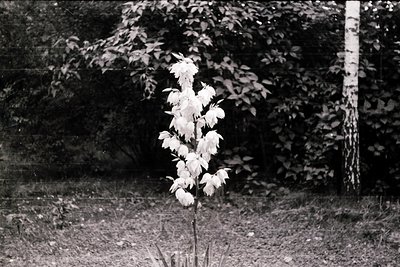 Black-and-white close-up of a single tree branch with sparse, elongated leaves against a dense forest backdrop. Likely mid-20...