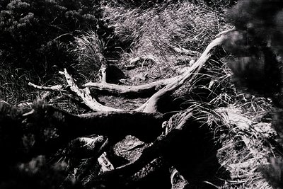 High-contrast black-and-white shot of a fallen tree trunk and branches in dense forest undergrowth. Bark texture and tangled ...