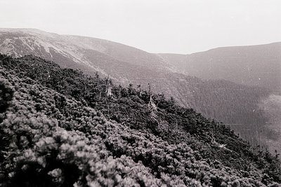 Early 20th-century black-and-white alpine forest scene with snow-dusted conifers and distant peaks. Dense tree cover dominate...