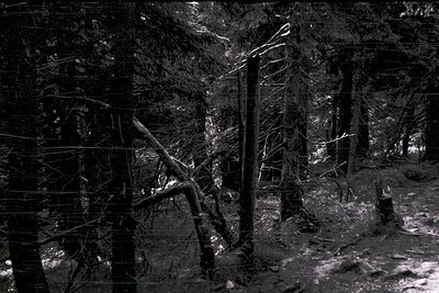 Dense forest path with snow-covered branches and fallen logs, creating a rugged, wintry atmosphere. Monochromatic high-contra...