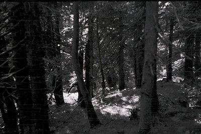 Black-and-white forest scene with dense coniferous trees framing a snow-covered clearing. Low-angle shot highlights tree trun...