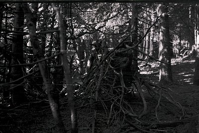 High-contrast black-and-white forest scene with exposed tree roots and gnarled branches. Sunlight filters through gaps, creat...