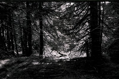 High-contrast black-and-white forest interior with dense, gnarled trees framing a narrow, sunlit path. Play of light and shad...