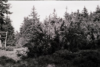 Dense coniferous forest with tall evergreen trees in a misty, overcast setting. Monochromatic vintage tone suggests mid-20th ...