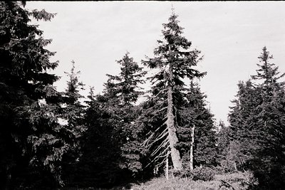 Dense coniferous forest with mature evergreen trees, likely pine or spruce, in a monochromatic vintage photograph. Central tr...